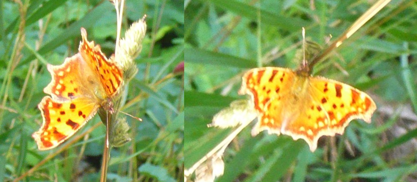 Lepidottero da determinare - Polygonia c-album