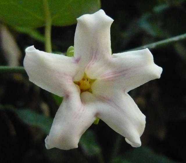 Araujia sericifera / Albero della seta