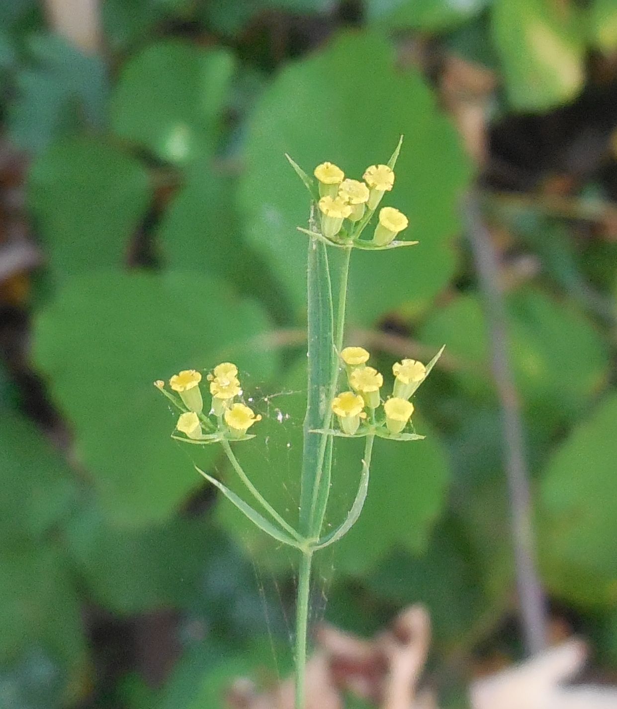 Bupleurum praealtum / Bupleuro lino-selvatico