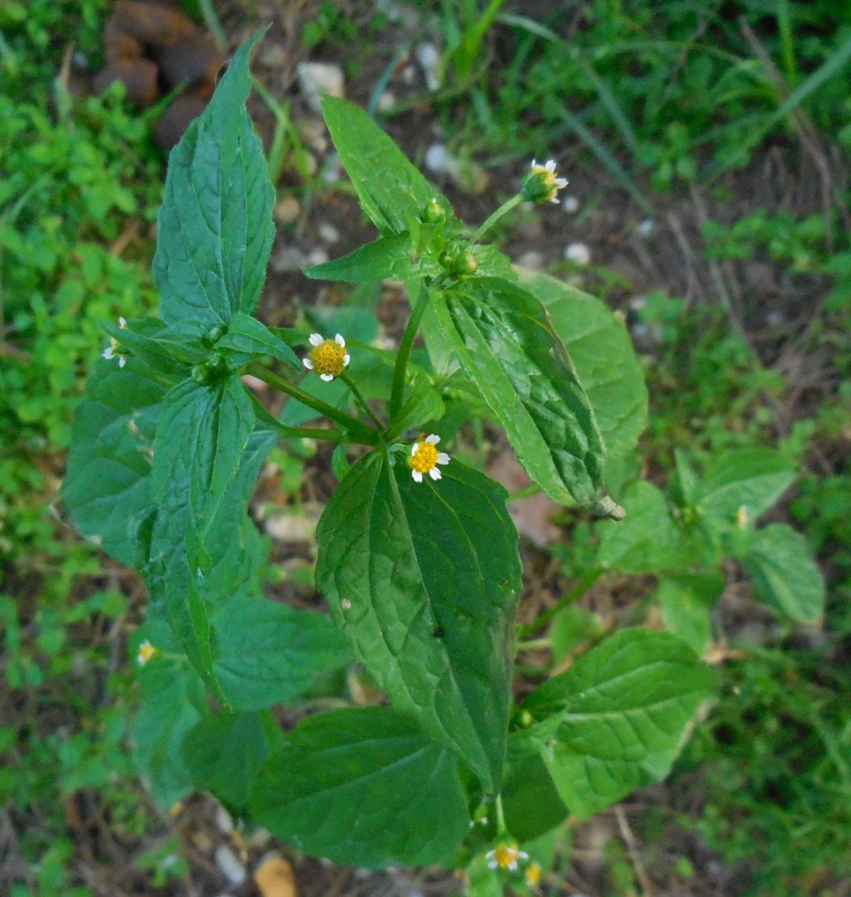 Galinsoga parviflora / Galinsoga comune