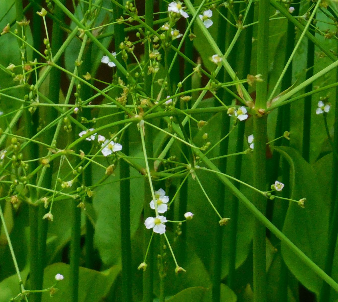 Alisma plantago-aquatica / Mestolaccia, piantaggine d''acqua