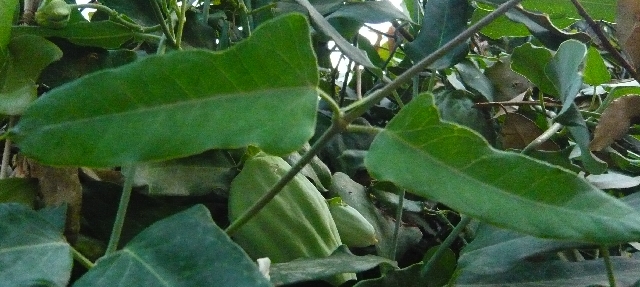 Araujia sericifera / Albero della seta