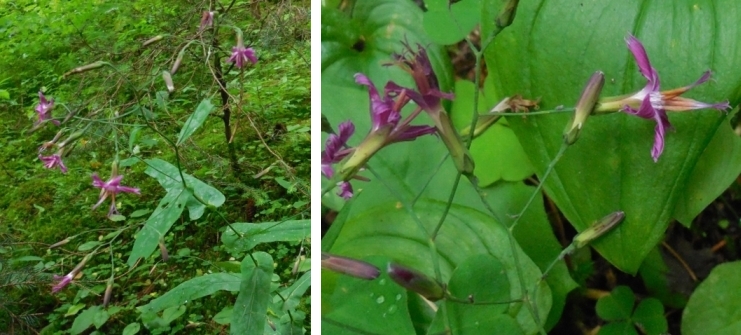 Prenanthes purpurea