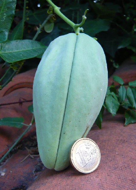 Araujia sericifera / Albero della seta