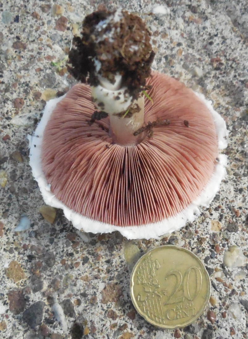 fungo da determinare 26 ott