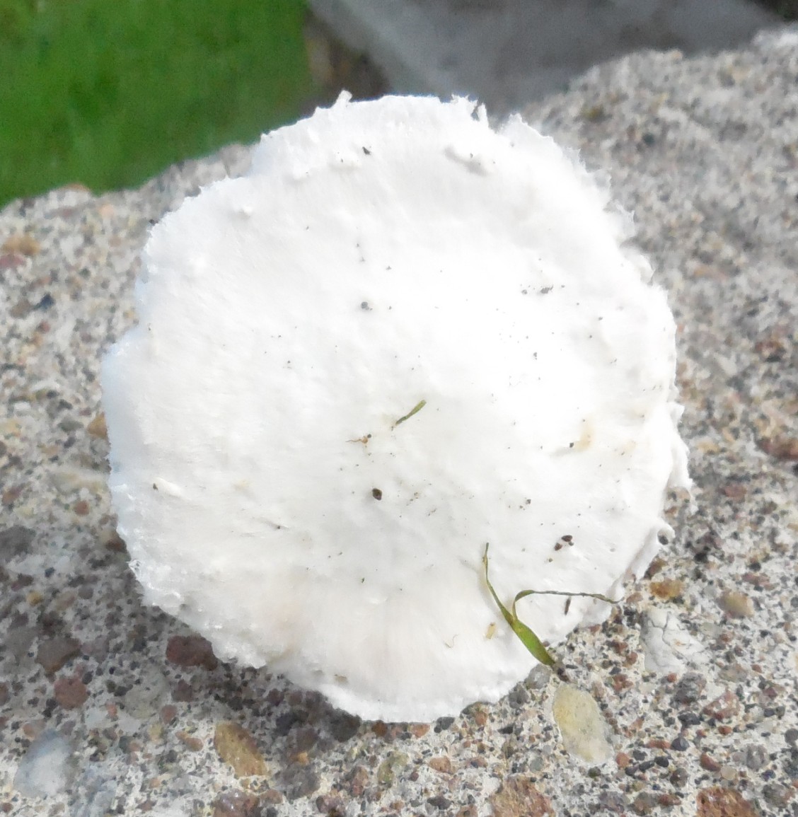 fungo da determinare 26 ott