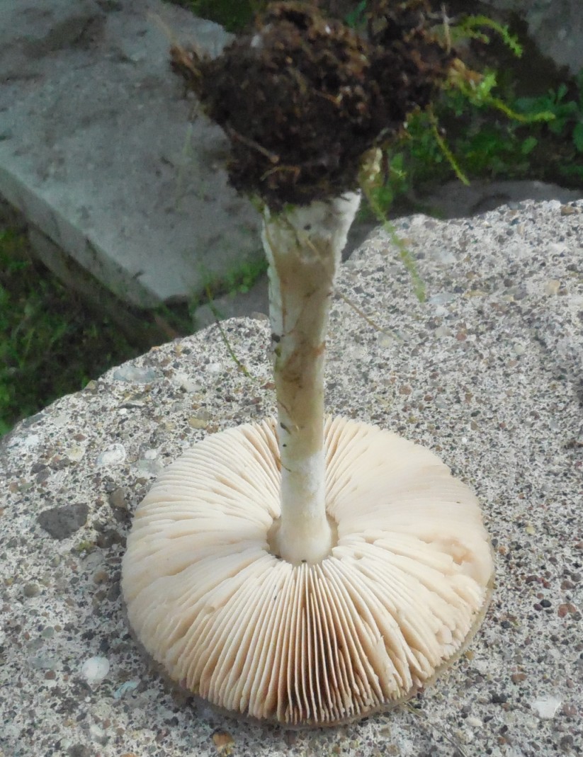 fungo da determinare 26 ott bis