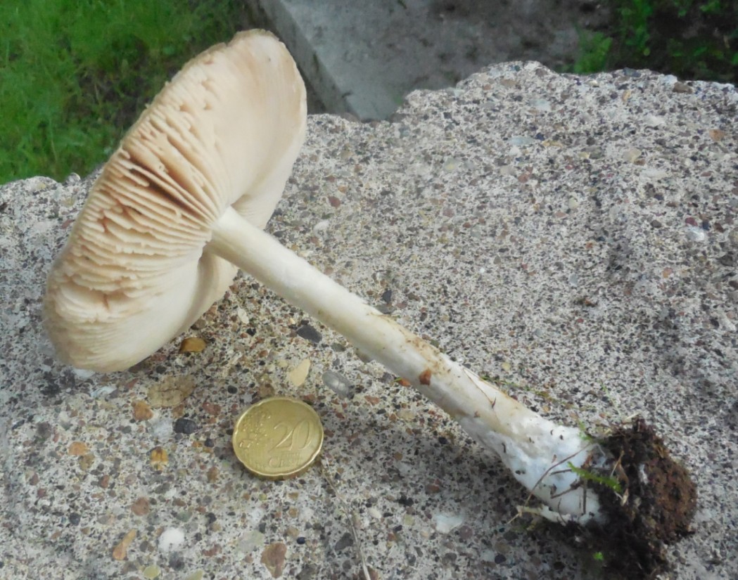 fungo da determinare 26 ott bis