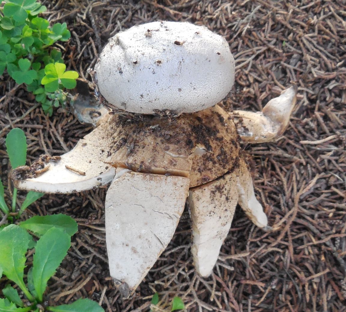 geastrum da determinare 20 ott , Natura Mediterraneo | Forum Naturalistico