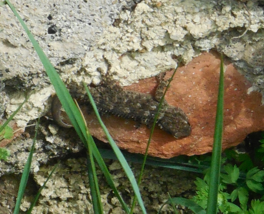 geco da determinare:  Tarentola mauritanica