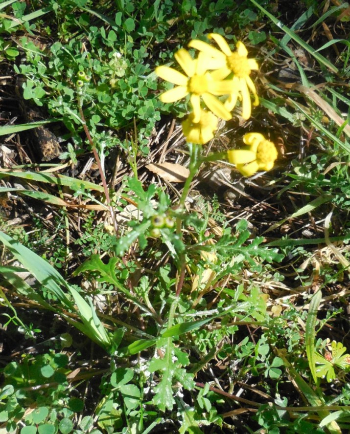 Senecio leucanthemifolius