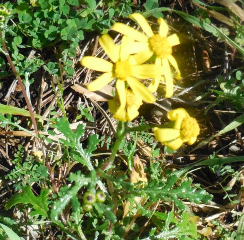 Senecio leucanthemifolius