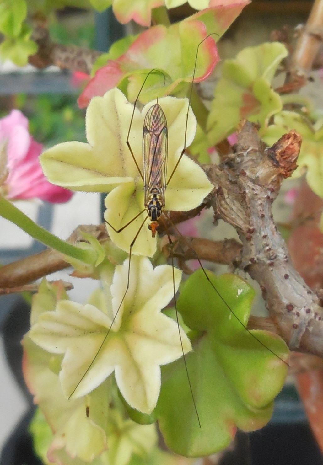 Nephrotoma sp., Tipulidae