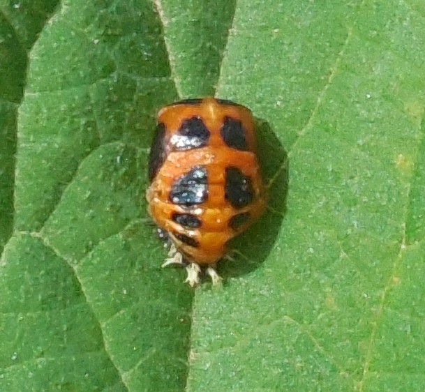 pupa di Coccinellidae Harmonia axyridis