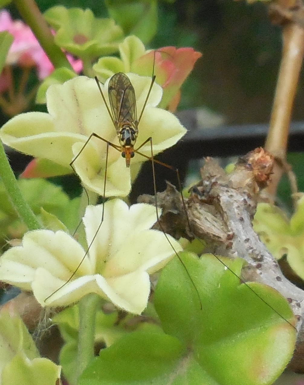 Nephrotoma sp., Tipulidae