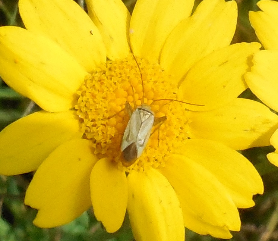 Miridae: Adelphocoris lineolatus
