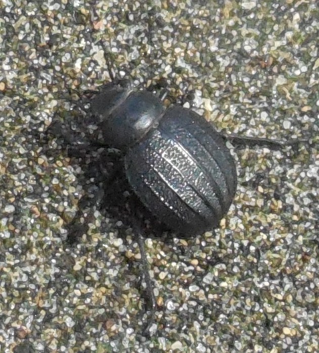 Tenebrionidae: Pimelia bipunctata cajetana