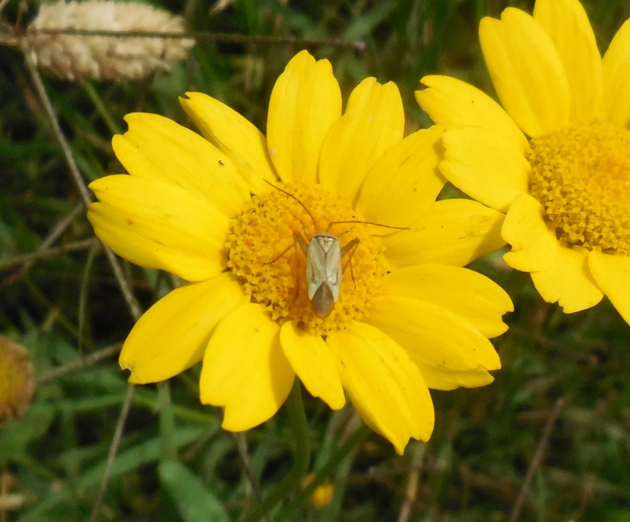 Miridae: Adelphocoris lineolatus
