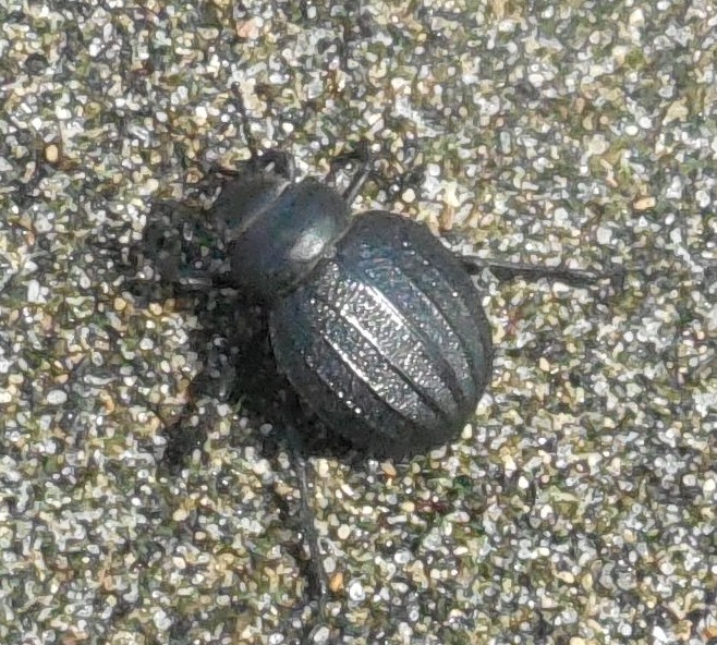 Tenebrionidae: Pimelia bipunctata cajetana