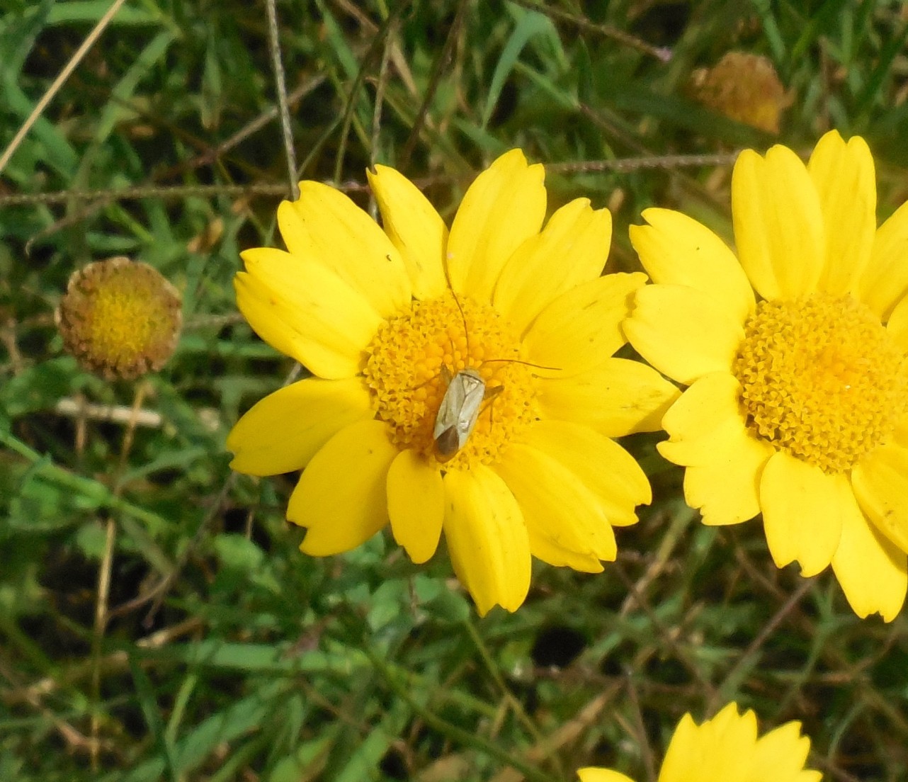 Miridae: Adelphocoris lineolatus