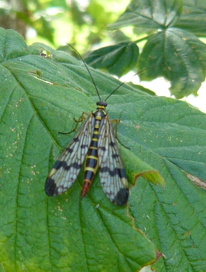 dittero (?) da determinare (no, Panorpa sp.)
