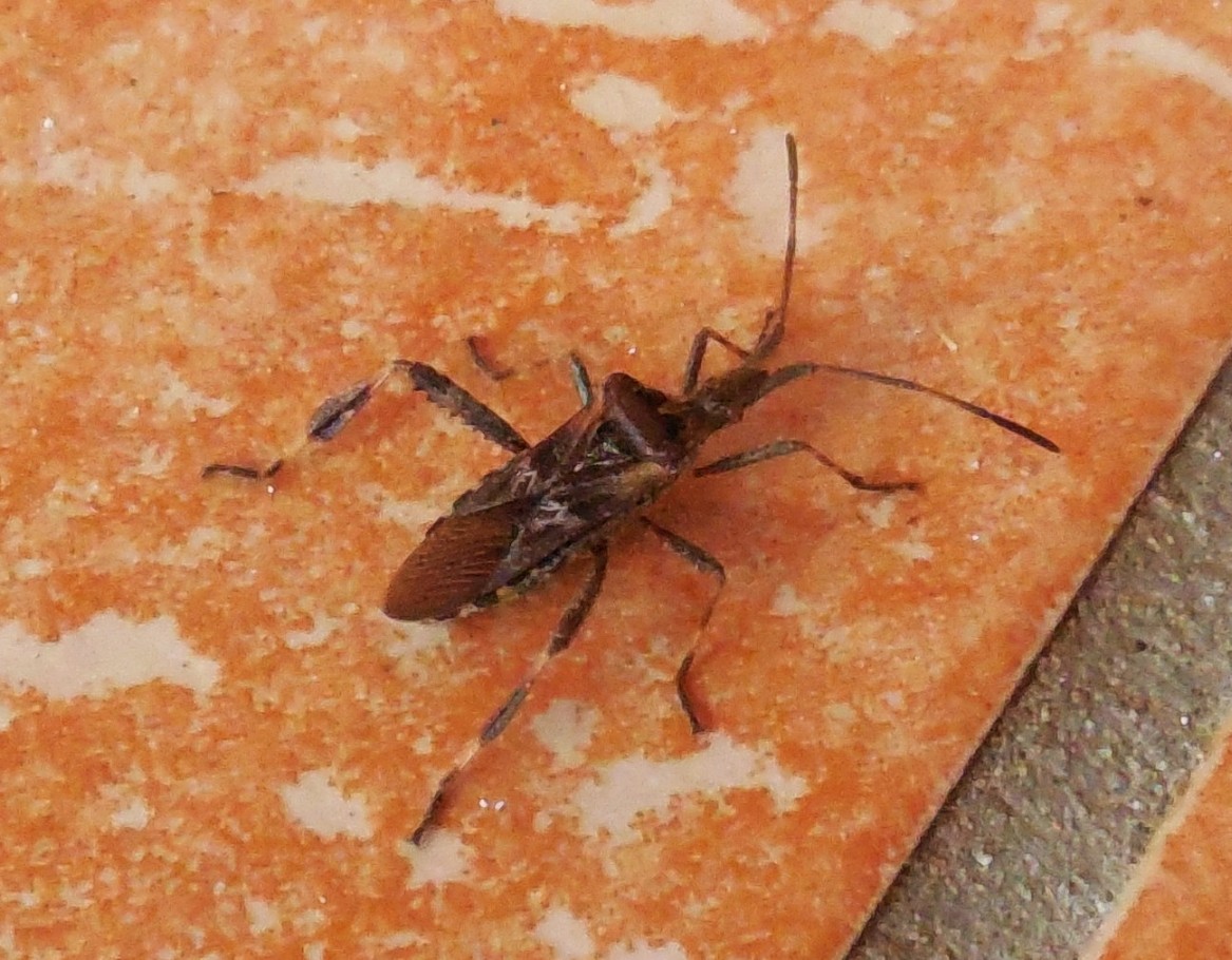 Coreidae: Leptoglossus occidentalis