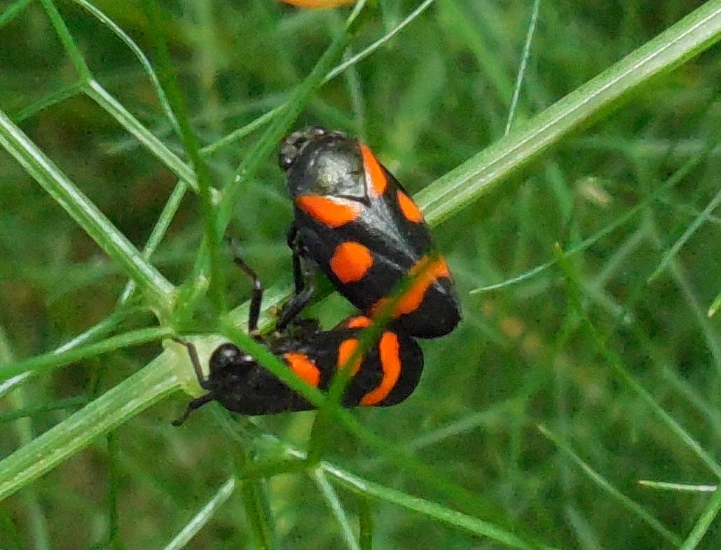 Cercopis sp. (Cicadomorpha - Cercopidae)