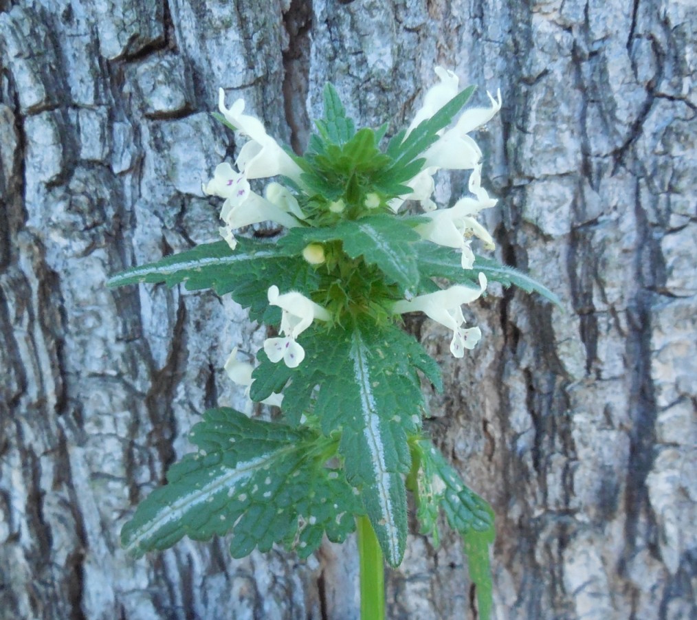 Lamium bifidum