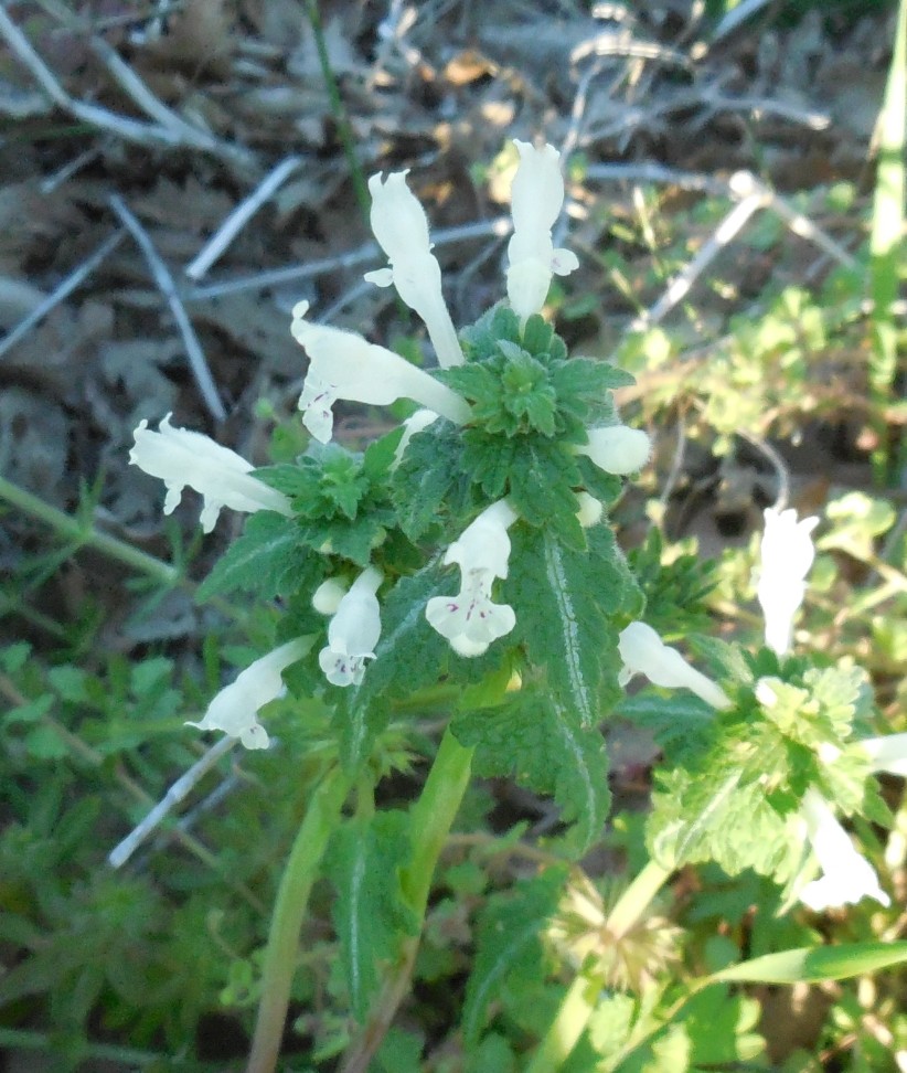 Lamium bifidum