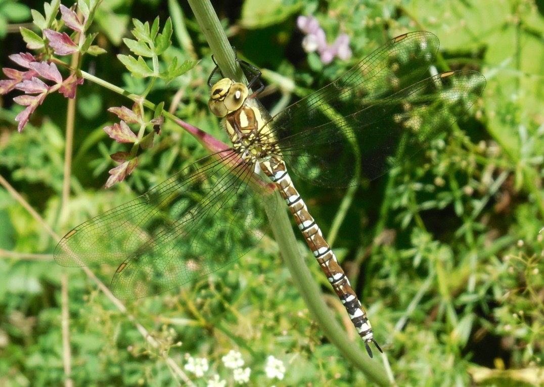 Aeshna cyanea, femmina