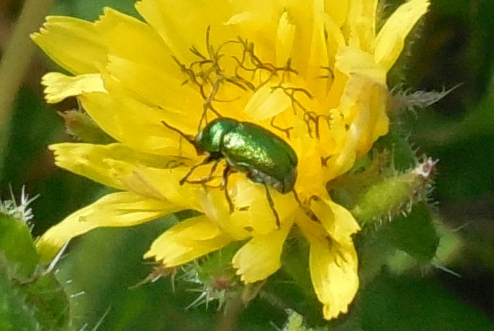Cryptocephalus samniticus (cf.), Chrysomelidae