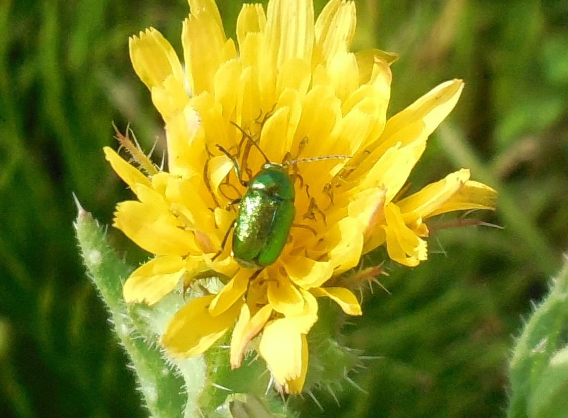 Cryptocephalus samniticus (cf.), Chrysomelidae