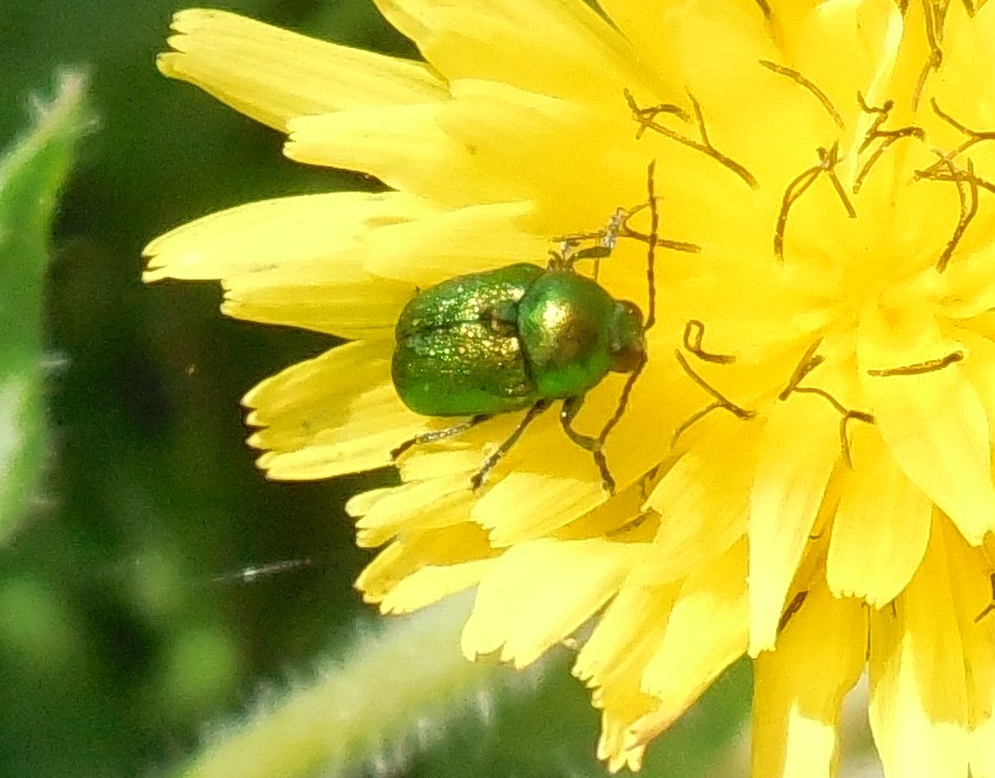 Cryptocephalus samniticus (cf.), Chrysomelidae