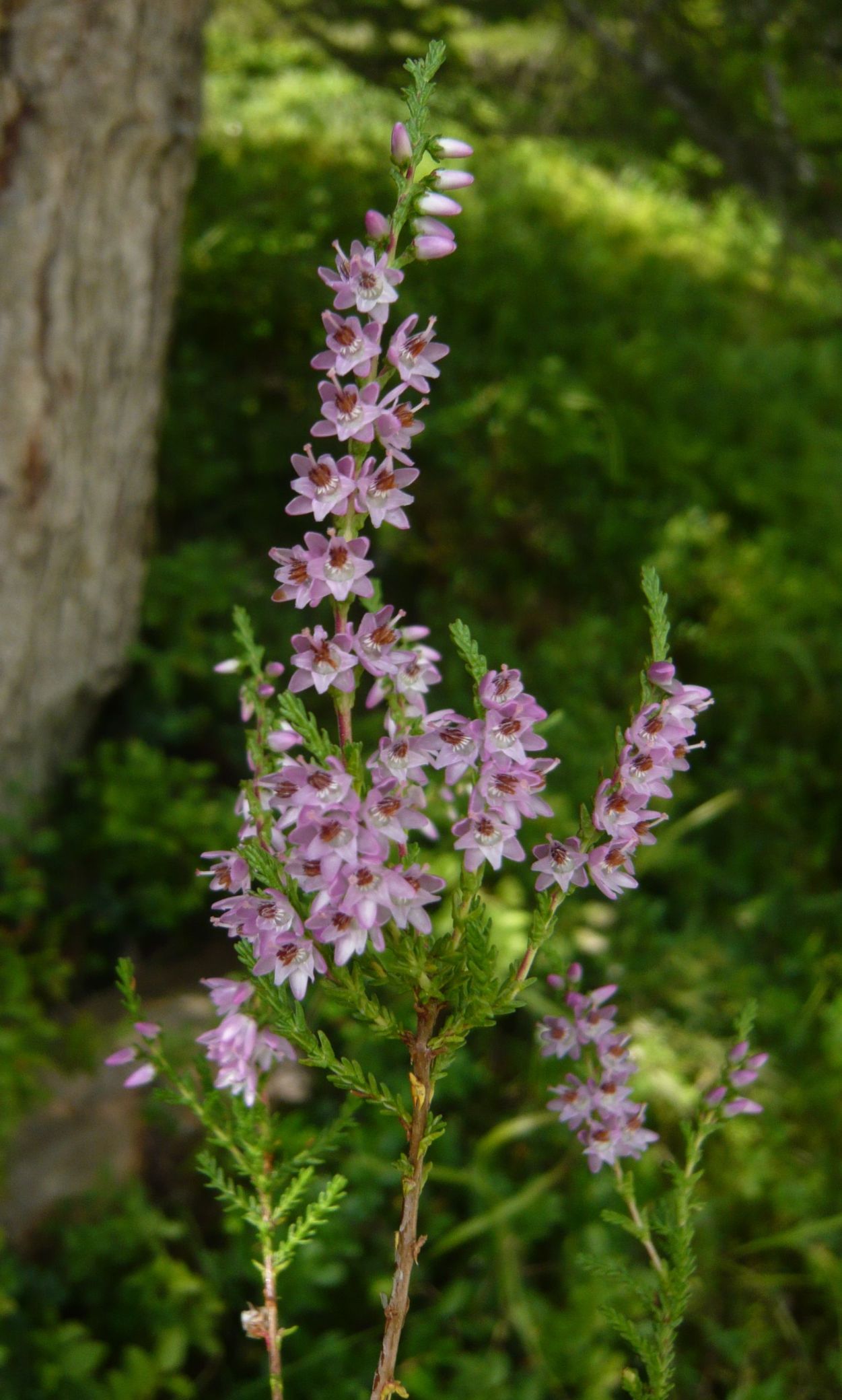 Calluna vulgaris