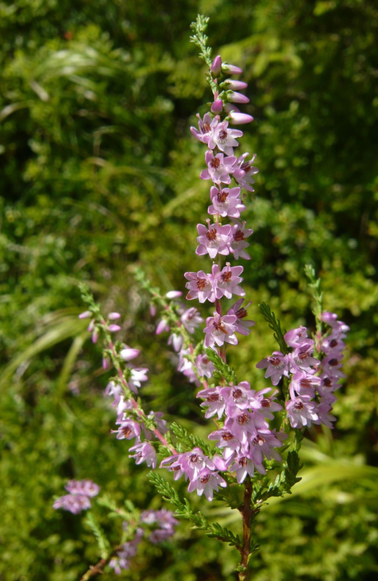 Calluna vulgaris
