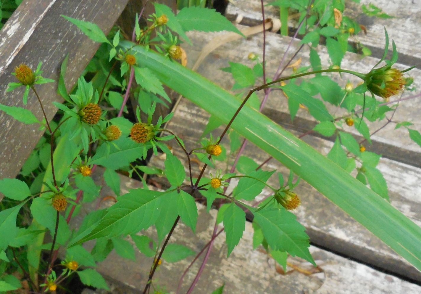 Bidens vulgata / Forbicina volgare