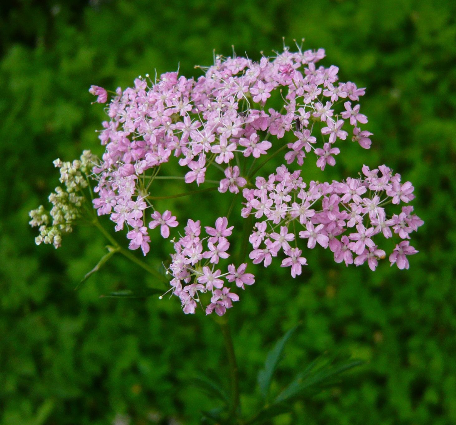 Pimpinella major / Pimpinella maggiore