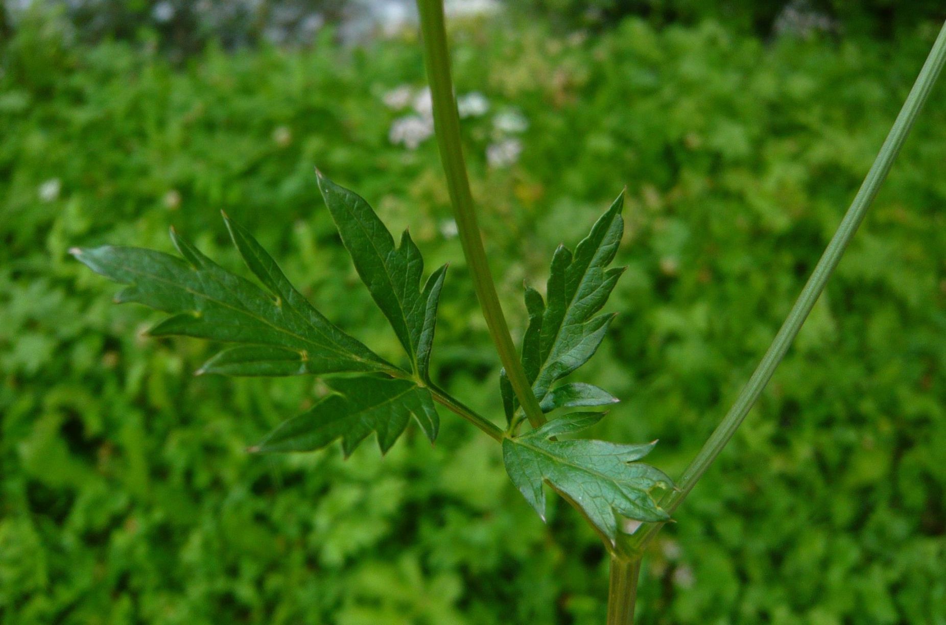 Pimpinella major / Pimpinella maggiore