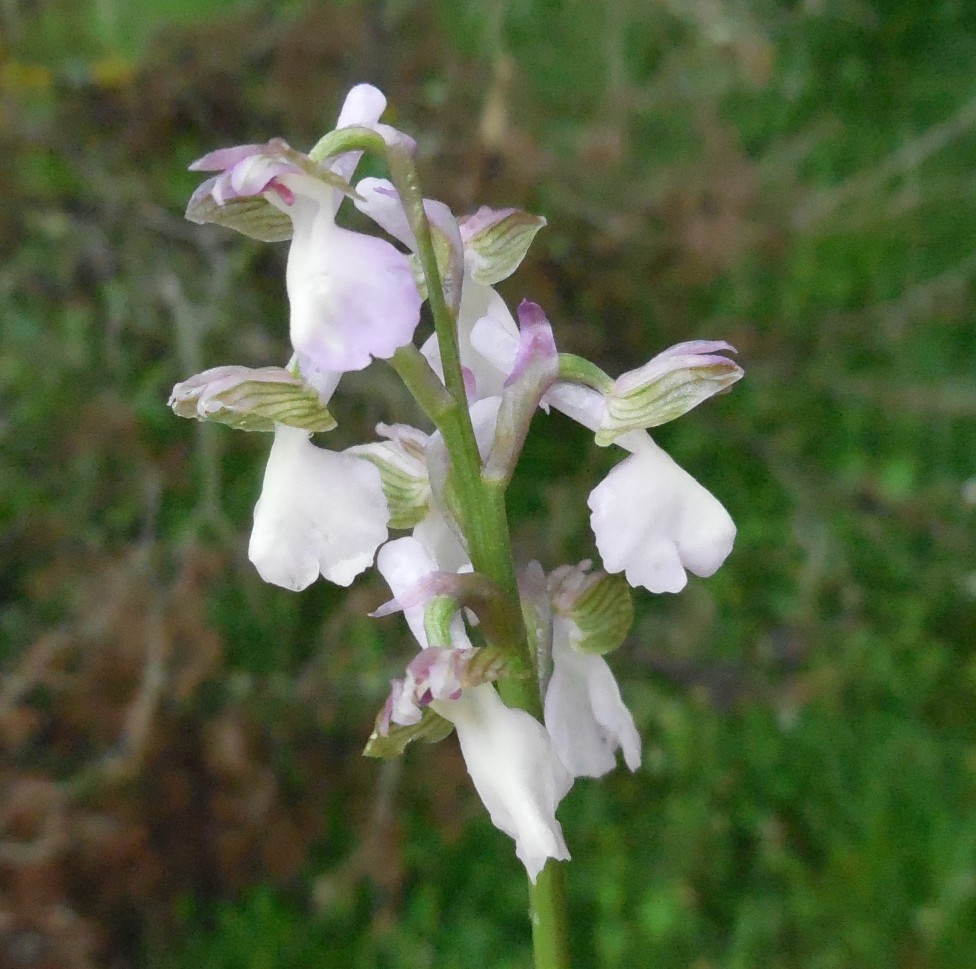 Anacamptis morio