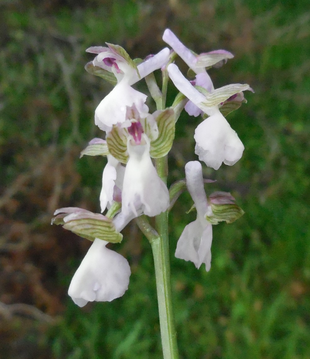 Anacamptis morio