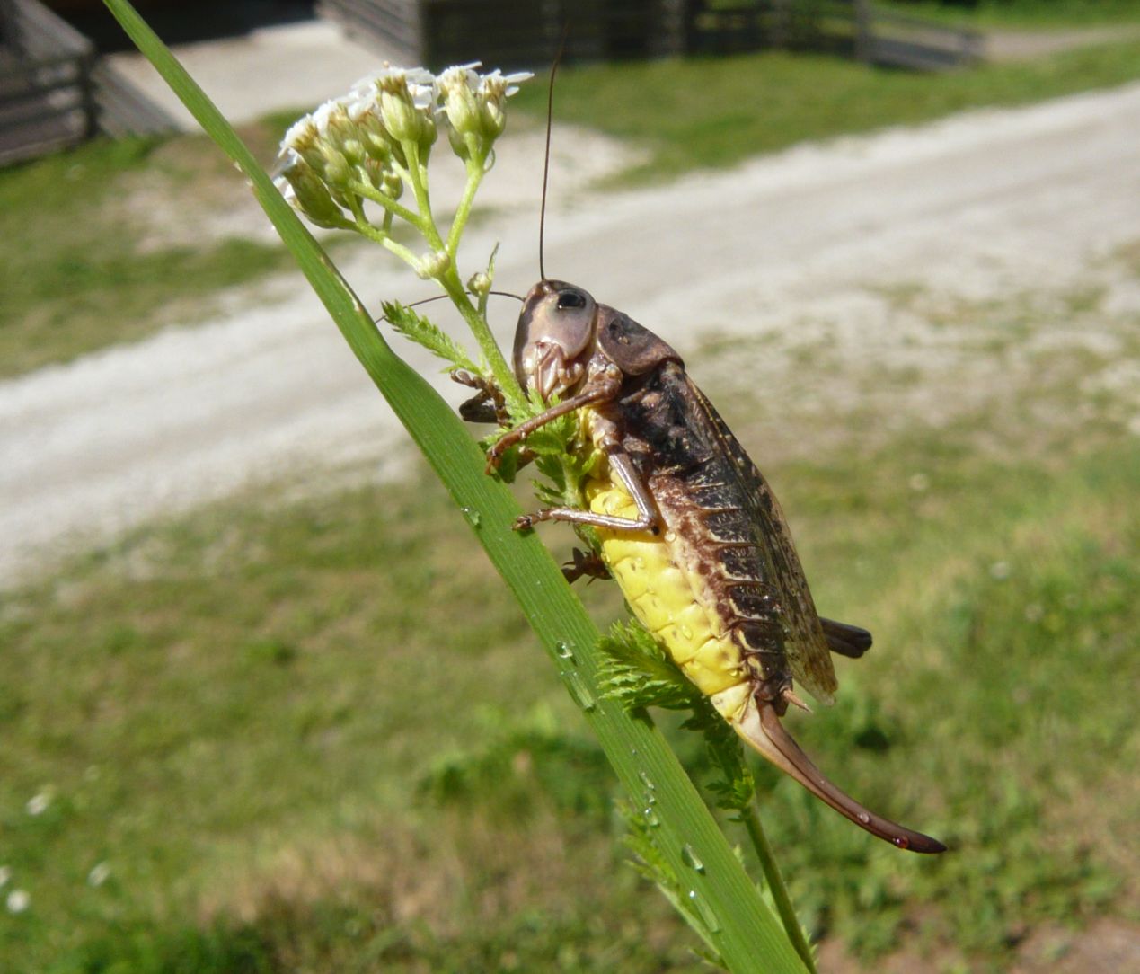 Ortottero da determinare : Decticus verrucivorus