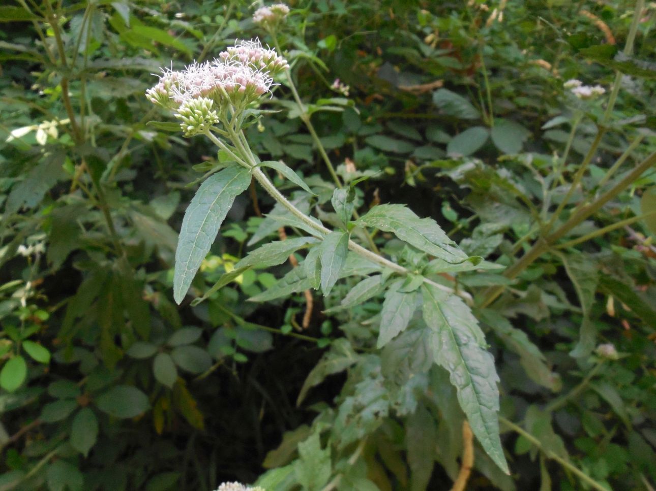 Eupatoria cannabinum