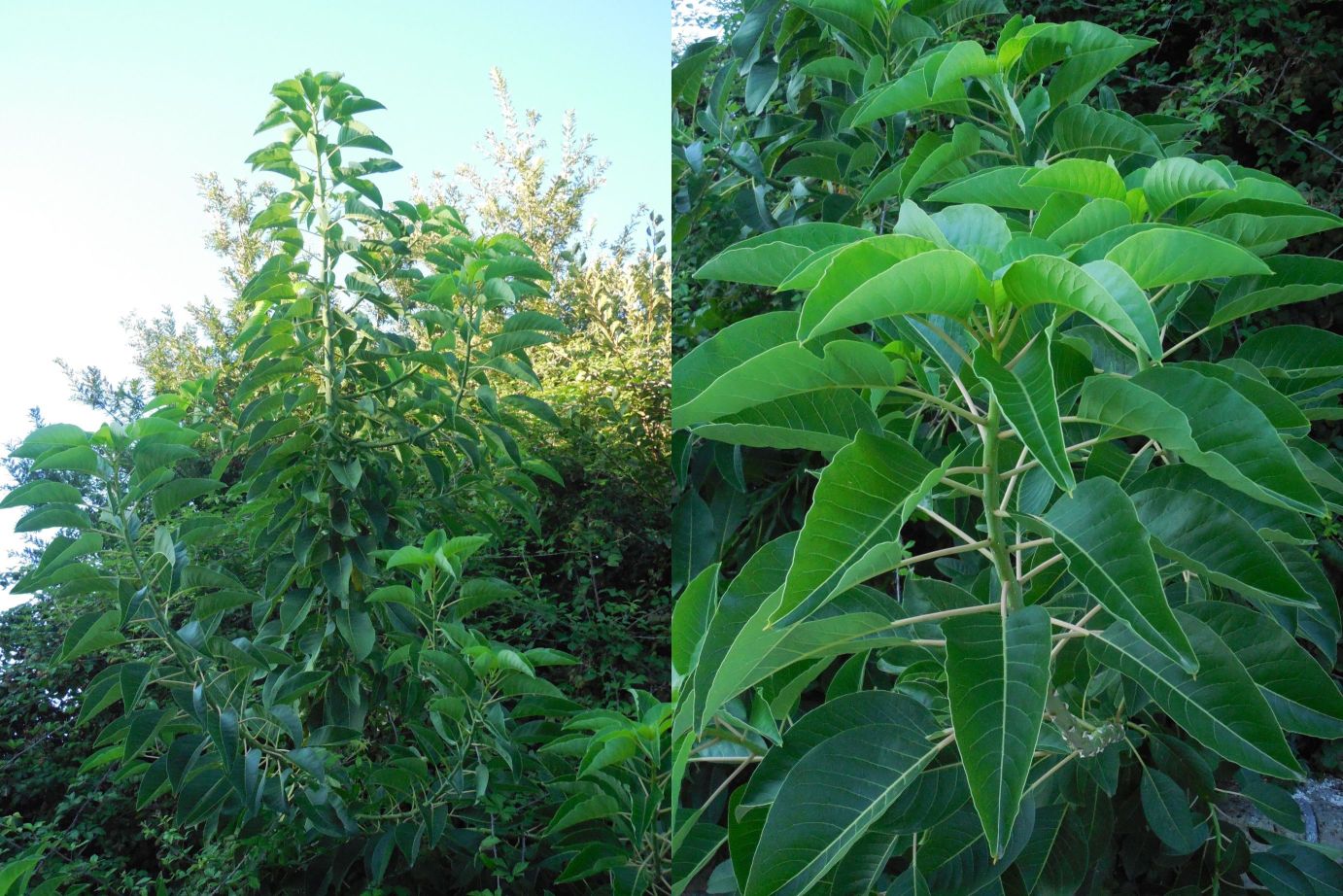 Phytolacca dioica / Cremesina ad albero