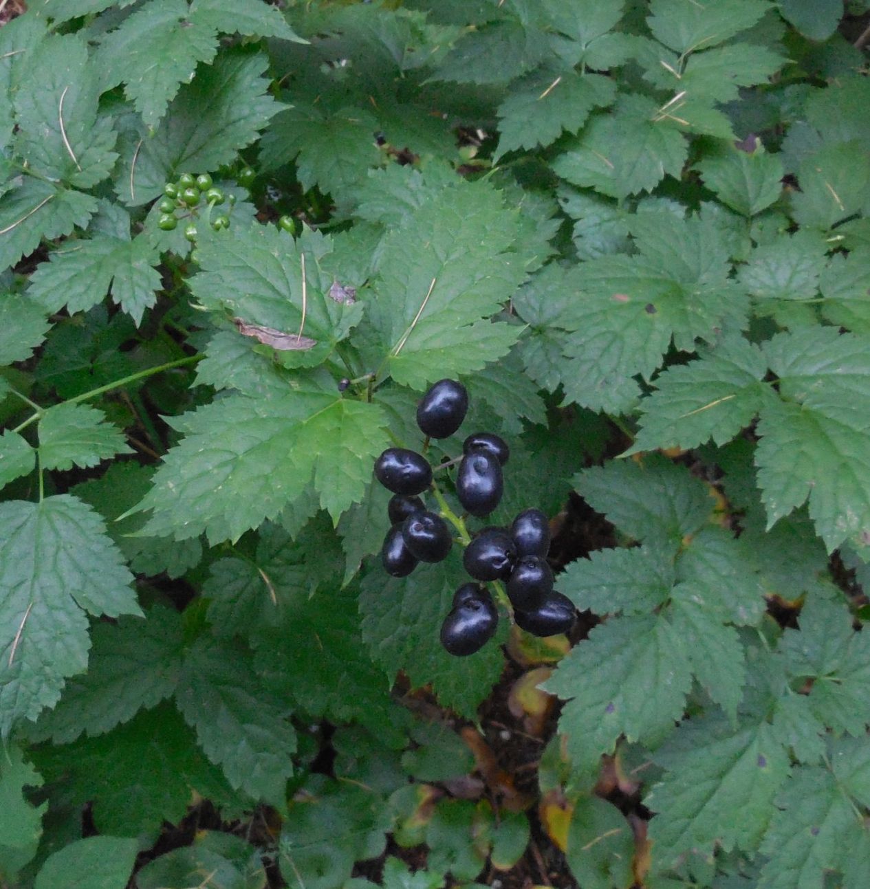 Actaea spicata / Barba di capra