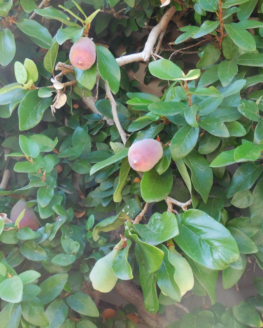 Ficus pumila (Moraceae)