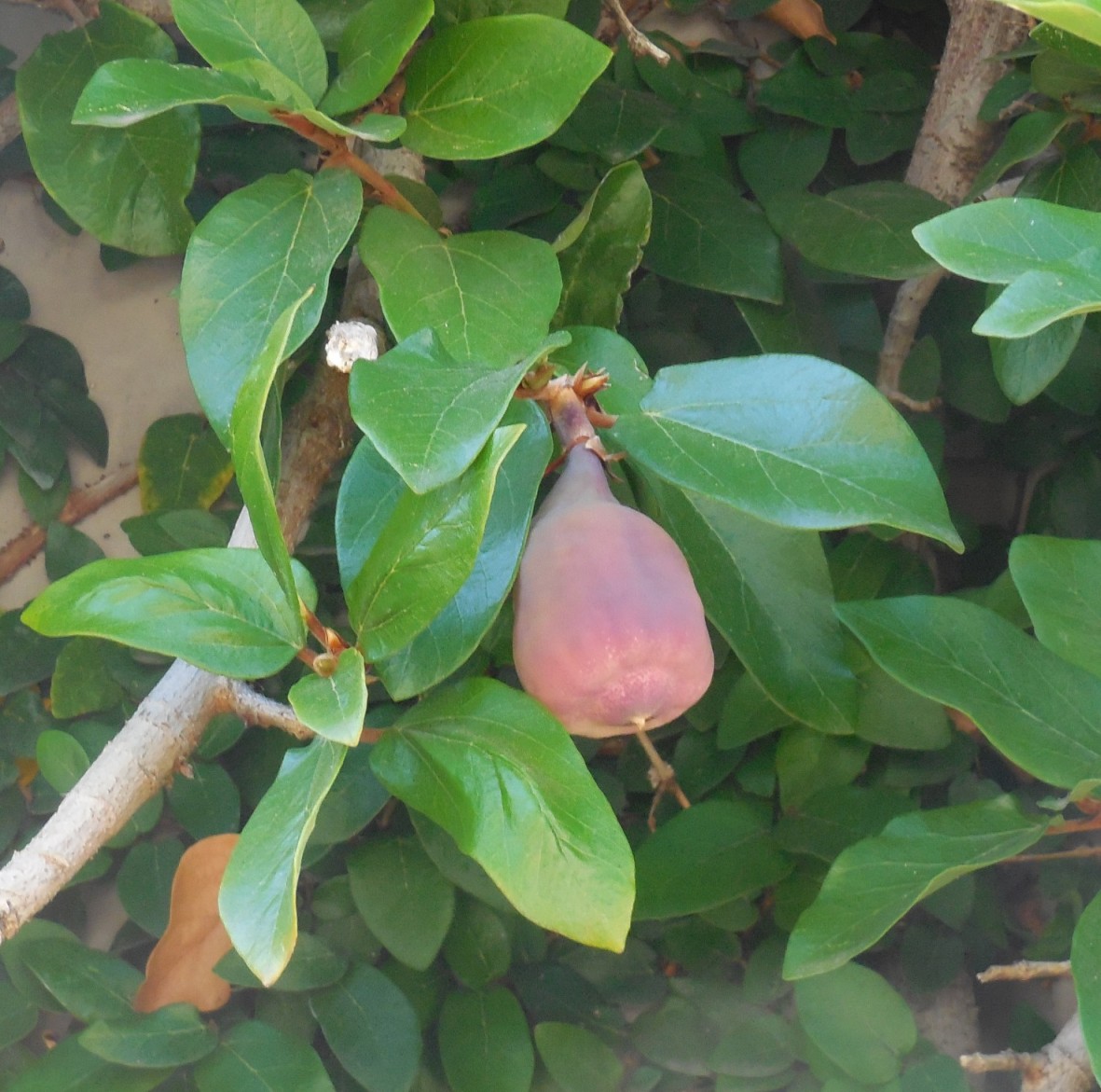 Ficus pumila (Moraceae)