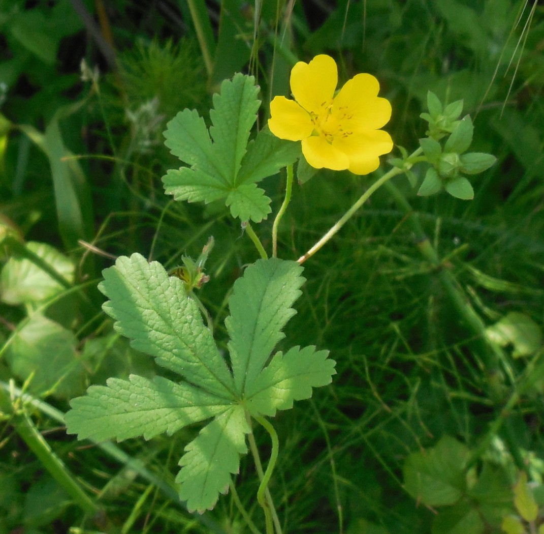 Potentilla cfr. reptans