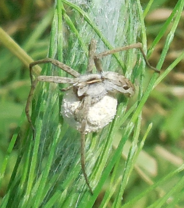 Pisaura sp.  - Marina di San Nicola (Ladispoli-RM)