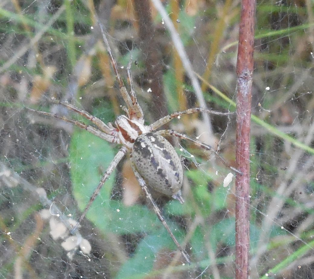 Femmina di Agelena labyrinthica - R. di Papa (RM)