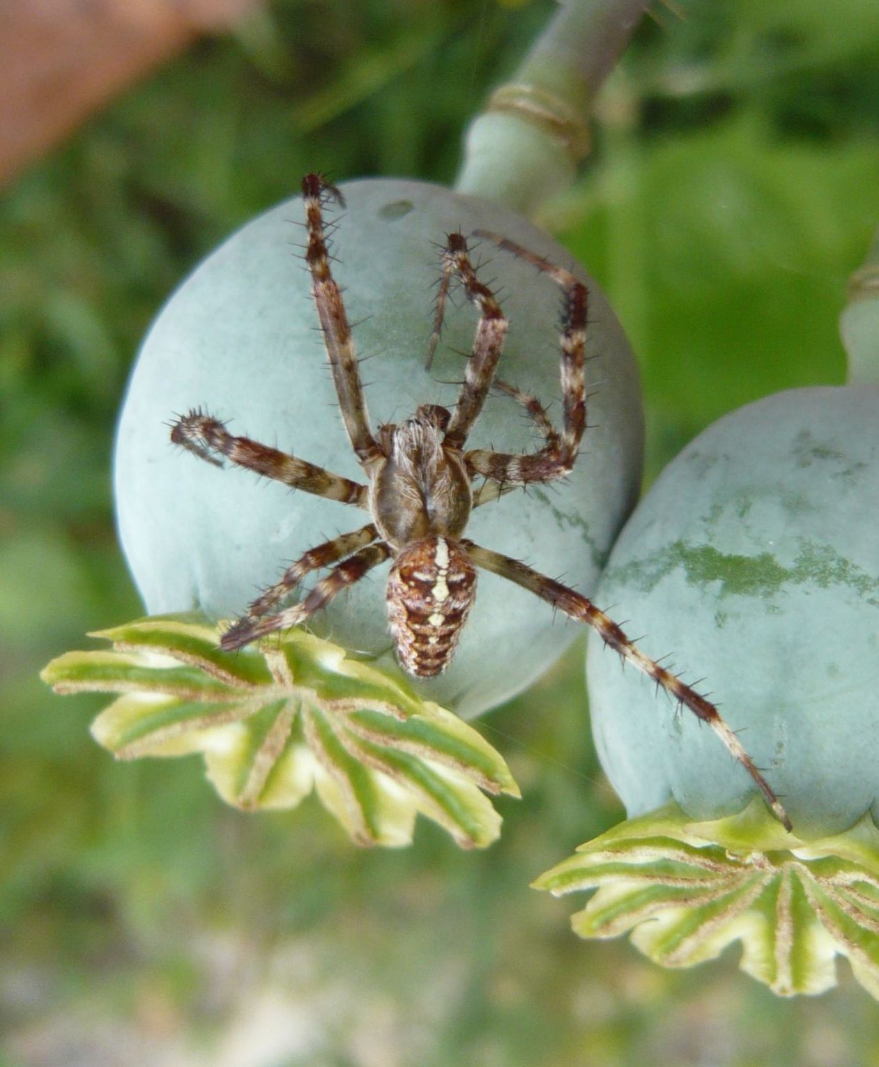 Maschio di Araneus diadematus - Vipiteno (BZ)